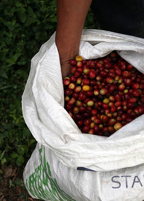 café en grano